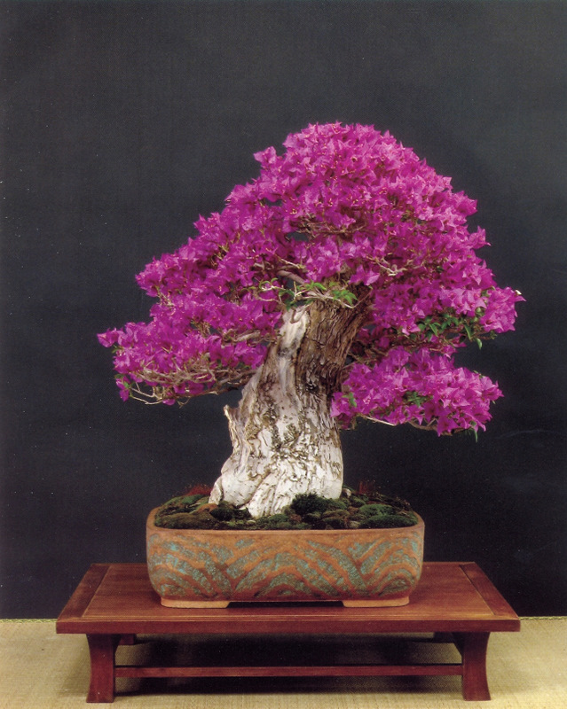 بونسای گل کاغذی